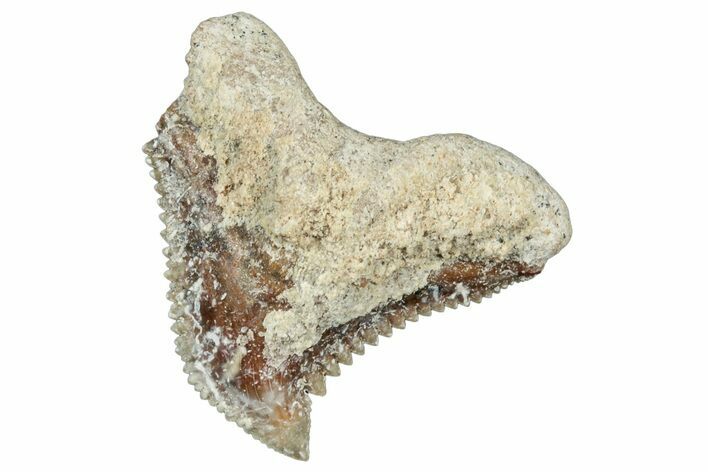 Tiger Shark (Galeocerdo Eaglesomi) Tooth - Dakhla, Morocco #321950